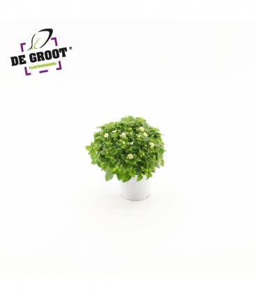 Exacum