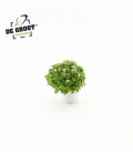 Exacum