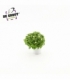 Exacum