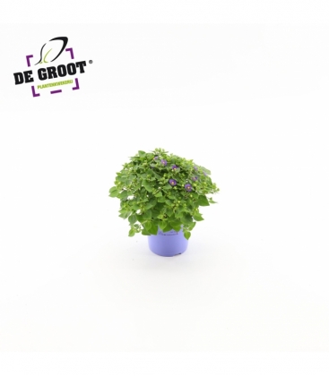 Exacum