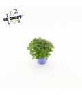 Exacum
