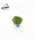 Exacum