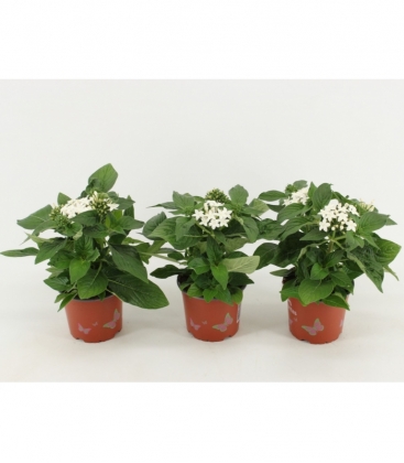 Pentas