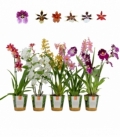 OrchideeÃ«n