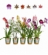 OrchideeÃ«n