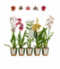 OrchideeÃ«n