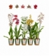 OrchideeÃ«n