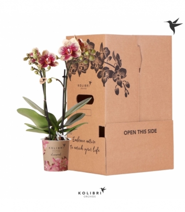 Phalaenopsis