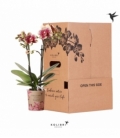 Phalaenopsis