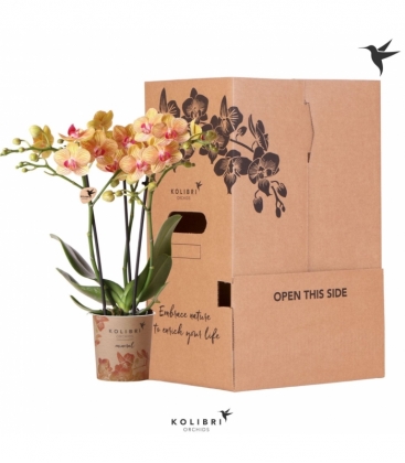 Phalaenopsis