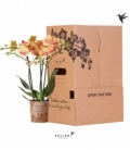 Phalaenopsis