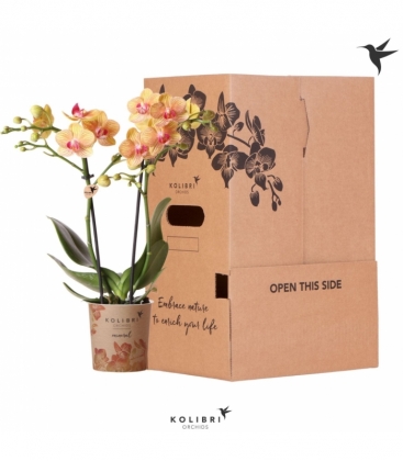 Phalaenopsis