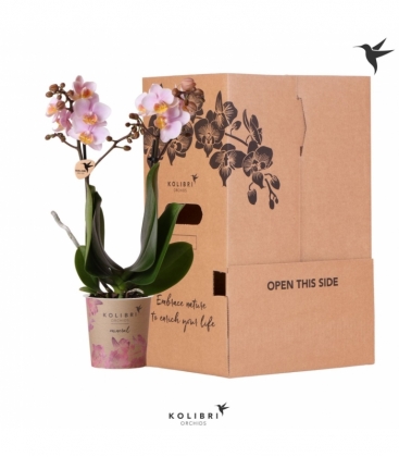 Phalaenopsis