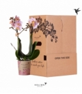 Phalaenopsis