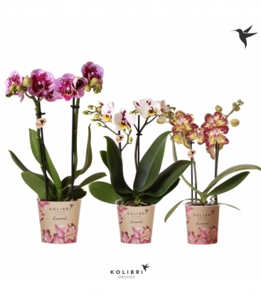 Phalaenopsis