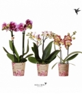Phalaenopsis