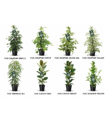 Ficus