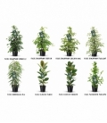 Ficus