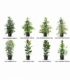 Ficus