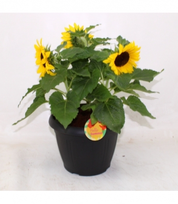 Helianthus