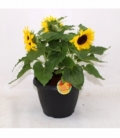 Helianthus