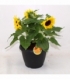 Helianthus