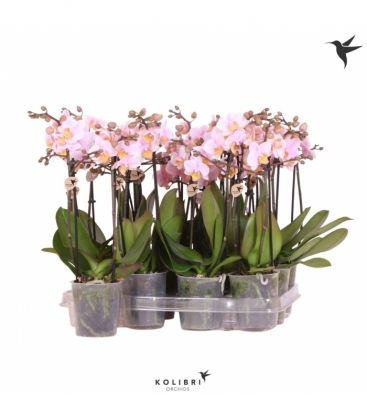 Phalaenopsis