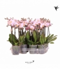 Phalaenopsis