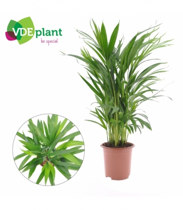 Dypsis
