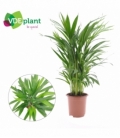 Dypsis