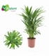 Dypsis