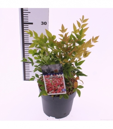 Nandina