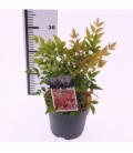 Nandina