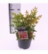 Nandina