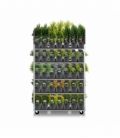 conifers