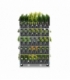 conifers