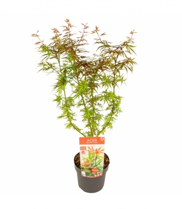 Acer