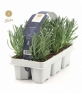 Lavandula