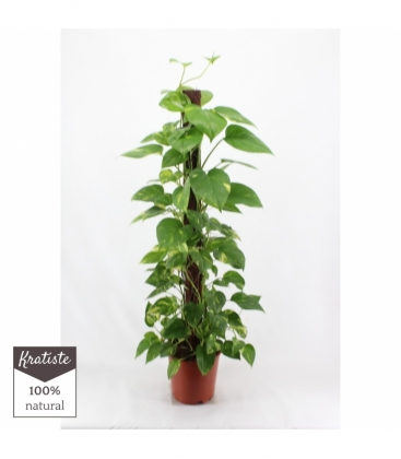 Scindapsus