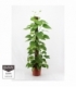 Scindapsus