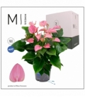 Anthurium