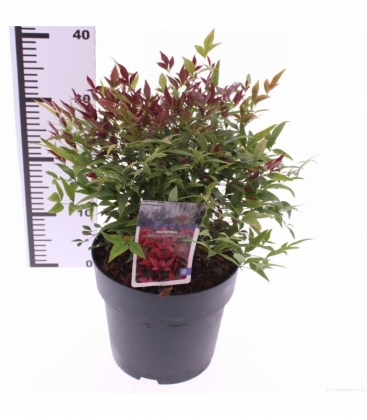 Nandina