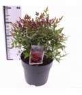 Nandina