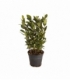 Laurus