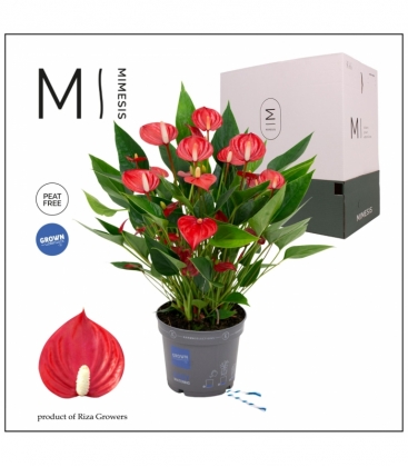 Anthurium