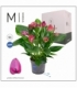 Anthurium