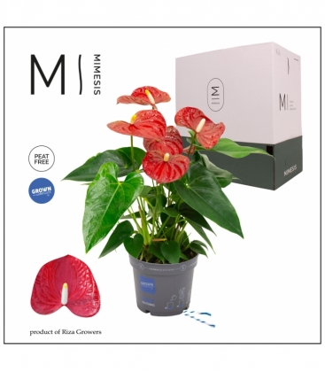 Anthurium