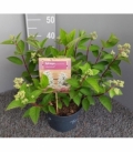 Hydrangea