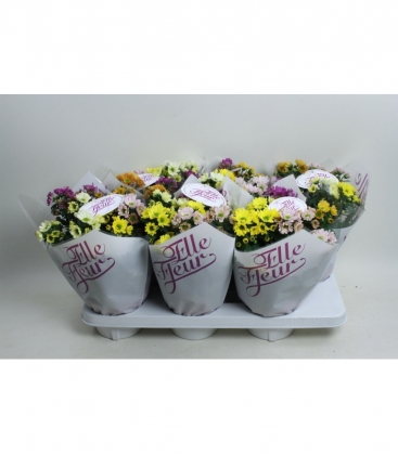 Chrysanthemum