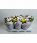 Chrysanthemum